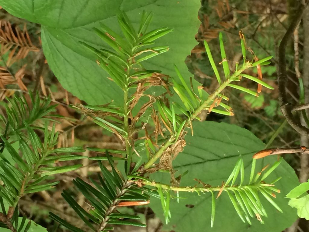 Quick Facts | Spruce Budworm