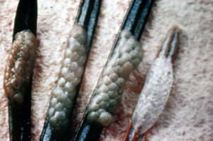 Photo of spruce budworm egg masses on needles.