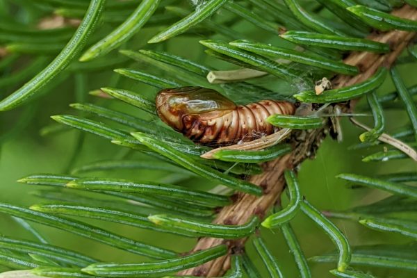 Photo & Video Gallery | Spruce Budworm