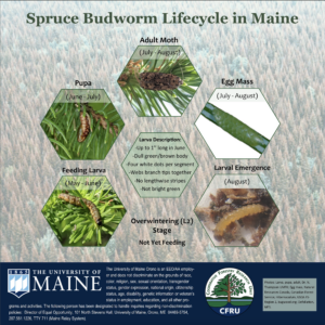 Life stages of spruce budworm from egg to adult